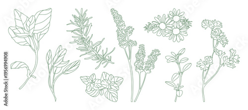 minimal Herb botanical graphic sketch line art drawing, trendy tiny design, leaf elements vector illustration
