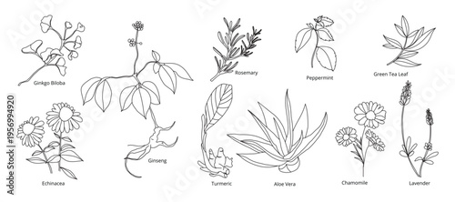 minimal Herb botanical graphic sketch line art drawing, trendy tiny design, leaf elements vector illustration