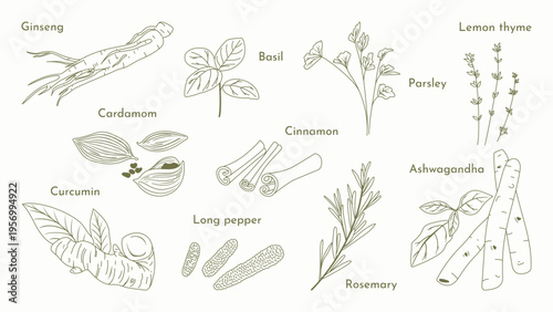 minimal Herb botanical graphic sketch line art drawing, trendy tiny design, leaf elements vector illustration