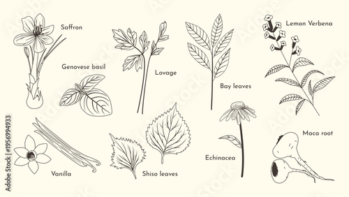 minimal Herb botanical graphic sketch line art drawing, trendy tiny design, leaf elements vector illustration
