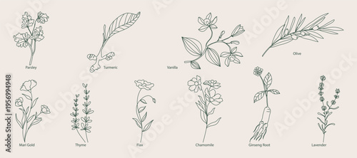 minimal Herb botanical graphic sketch line art drawing, trendy tiny design, leaf elements vector illustration
