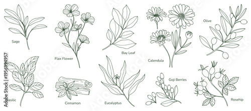 minimal Herb botanical graphic sketch line art drawing, trendy tiny design, leaf elements vector illustration