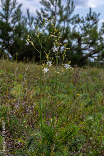 Canvas Print Fragile white and yellow flowers of Anthericum ramosum, star-shaped, growing in