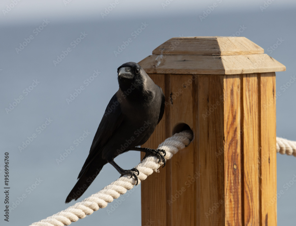 Naklejka premium black raven on the background of the sea