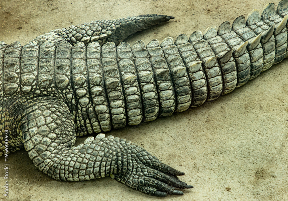 Fototapeta premium A crocodile tail laying on the ground