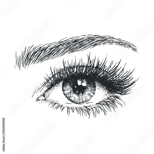Human eye drawing with detailed eyelashes and eyebrow, an intricate hand-drawn illustration capturing the essence of sight and expression.