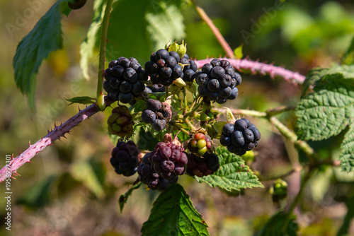Tableau sur toile Close-up shot of the European dewberry Rubus caesius growing in the forest with