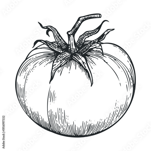 Single fresh ripe tomato depicted in a classic hand-drawn engraving style, showcasing its natural form and texture with intricate details.