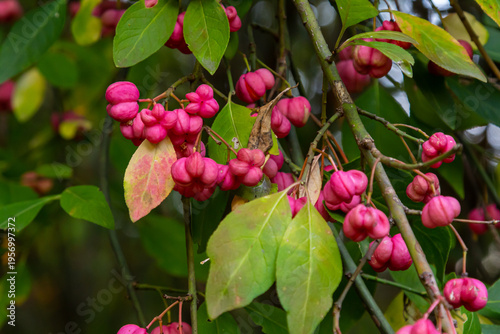 European Spindle Euonymus europaea in park. Red Cascade An autumnal close up image of the deciduous shrub euonymus europaeus