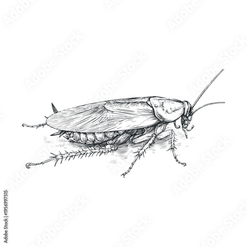 Detailed hand-drawn illustration of a cockroach, showcasing its intricate anatomy with fine lines and shading, perfect for scientific or educational design projects.