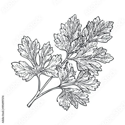 Parsley leaves illustration in a detailed hand-drawn style, capturing the fresh essence of this popular culinary herb for various design projects.