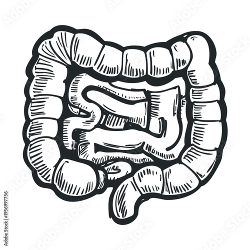 Human intestines anatomical drawing representing the digestive system in a detailed vintage sketch style for medical and health-related content.