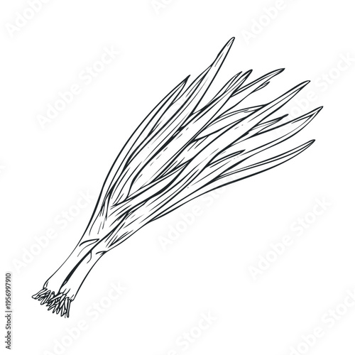 Fresh green onions bunch hand drawn sketch style vector illustration depicting healthy organic vegetables for cooking and culinary designs.