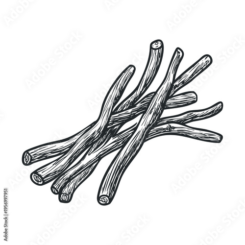 Several licorice roots are depicted in a vintage hand-drawn engraving style, perfect for culinary or confectionery design projects.