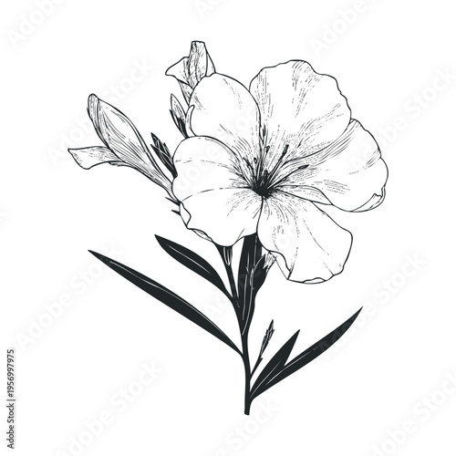 Elegant flower illustration with delicate petals and a budding bloom captures the essence of nature's beauty in a detailed botanical drawing.