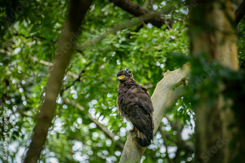 crested serpent eagle (Spilornis cheela)