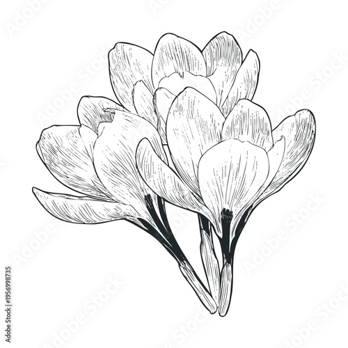 Three delicate crocus flowers are beautifully illustrated in a detailed black and white line art style, capturing the essence of spring and natural beauty.