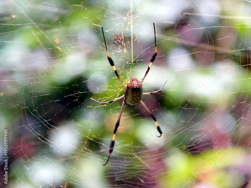 Cuadro en lienzo Nephila clavipes spider from corcovado national park, Costa Rica.