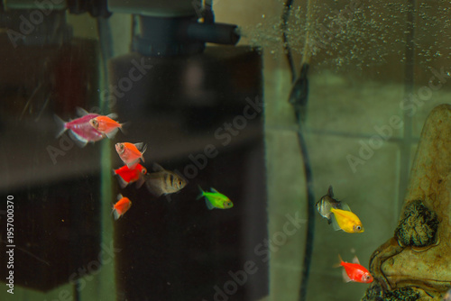​A small school of vibrant colorful aquarium fish swims through the fresh water of a home fish tank. A power filter with visible aeration bubbles and decorative rocks create a natural environment.
