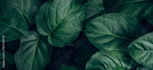 closeup tropical green leaves texture and dark tone process, abstract nature pattern background