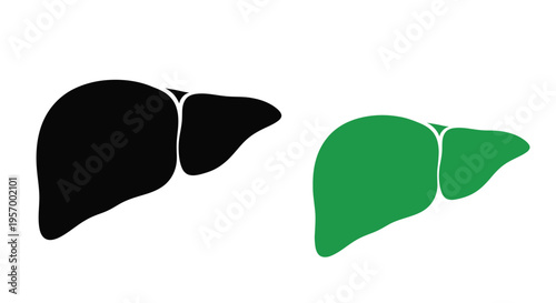 Anatomical illustration of a liver in contrasting colors silhouette