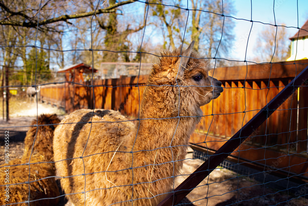 Obraz premium Alpaca standing behind a mesh fence. Petting zoo. Animal rehabilitation. Horizontal and blurred photo