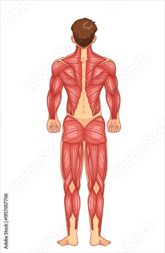 Full Body Muscle Anatomy Back View Illustration