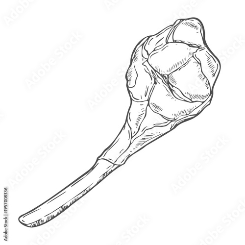 Vector sketch illustration of lamb chop raw meat drawing isolated on white. Engraved style. natural business.