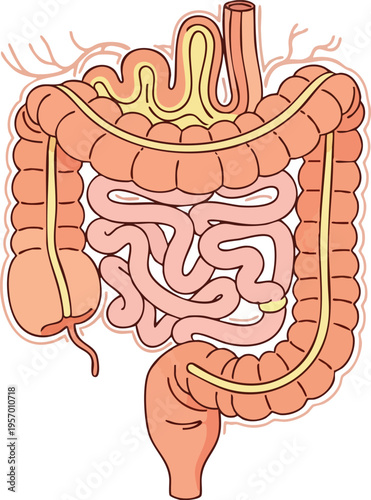 Detailed illustration of the human digestive system with intestines.