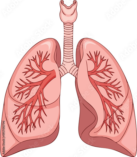 Anatomical illustration of human lungs and trachea.