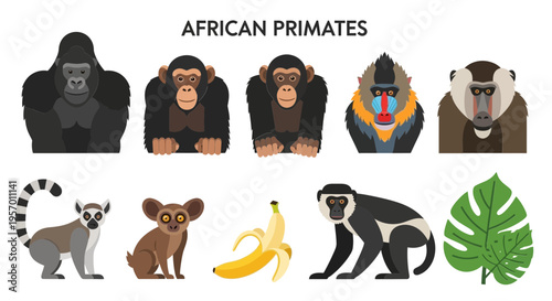 Illustration of various African primates including apes monkeys and a lemur with a banana and leaf