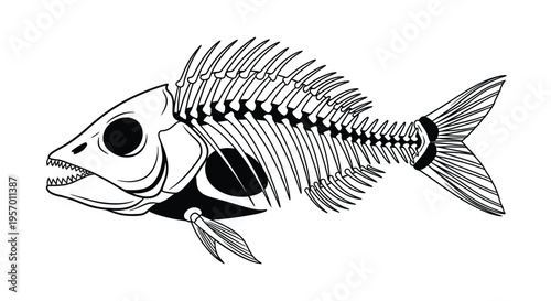 Detailed illustration of a fish skeleton black outline silhouette