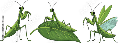 Praying mantis insects set with different poses detailed green bug on leaf nature vector illustration collection