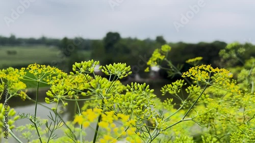 Aerial drone shot of blooming yellow fennel flowers with a scenic pond and rural village landscape, 4k video