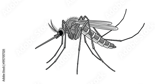 Detailed grey mosquito, featuring delicate, veined wings and a sharp proboscis, depicted in a realistic style against a white background.