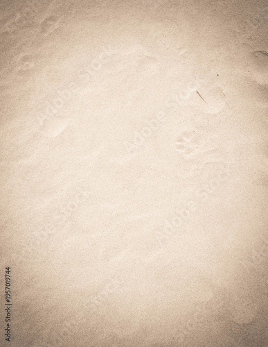 Paw prints on the sand. Nature background.