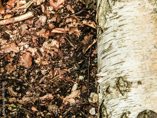 Birch root as a natural background