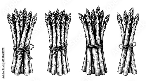 Bundles of fresh asparagus tied with string illustration