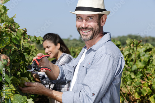 Fotografie winegrower couple harvesting grapes in vineyard to make wine