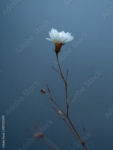Minimal Flower Stands Alone Against a Blue Background With Clear Negative Space and Detail of the Flower