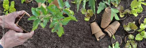 hand of a gardener  holding a pot of tomato seedling  above soil in a vegetab...