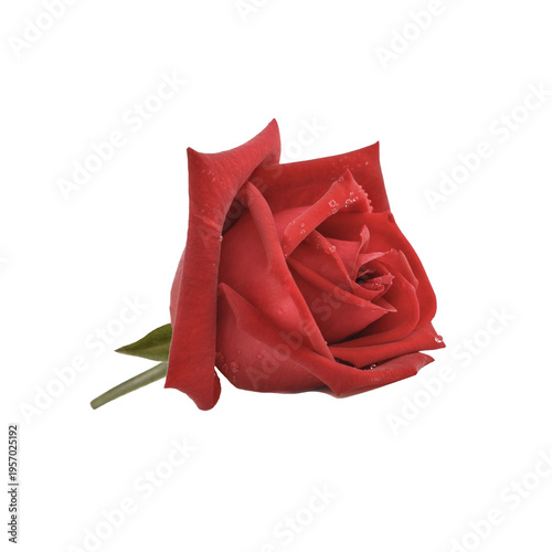 red flower petal of blooming rose covered with water drop and isolated on tra...