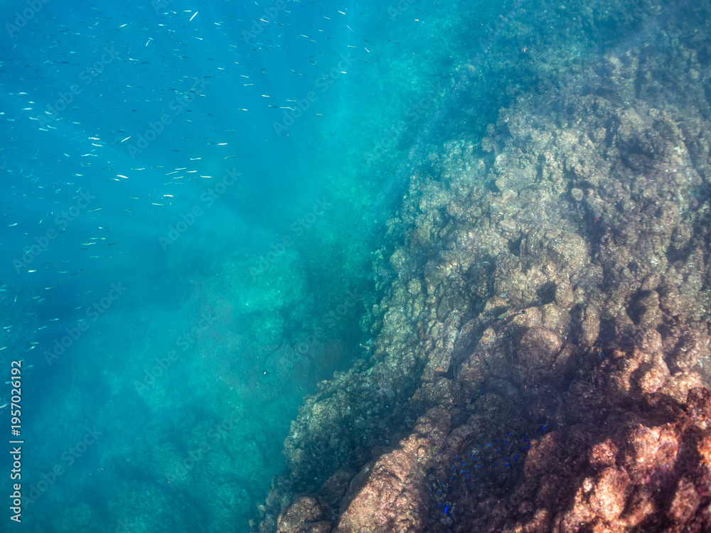 Obraz premium ハナミノカサゴ, ミノカサゴ亜科, 英名学名：Red Lionfish, Pterois volitans, 他。 撮影するスキンダイバーもいる。ヒリゾ浜南伊豆町中木 静岡県伊豆半島-2025 日本有数のシュノーケリングスポット。 夏の数カ月間だけ渡し船で行ける。 水質透明度魚影が素晴らしい。 