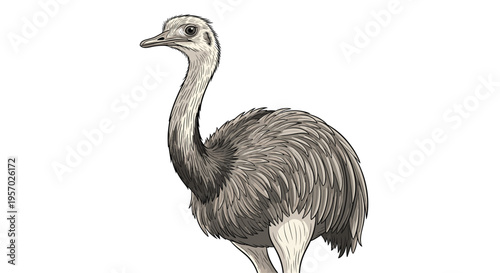 Majestic rhea bird, a large flightless avian species native to South America, characterized by its long neck and shaggy grey plumage.