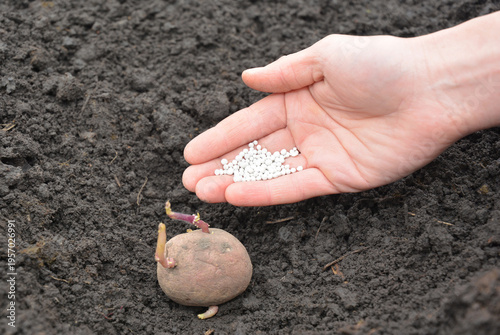 Potato planting with fertilizer amid rising prices Iran energy crisis