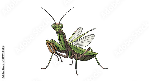 Intricate praying mantis, featuring its characteristic front legs folded in a prayer-like posture, poised and watchful in nature.