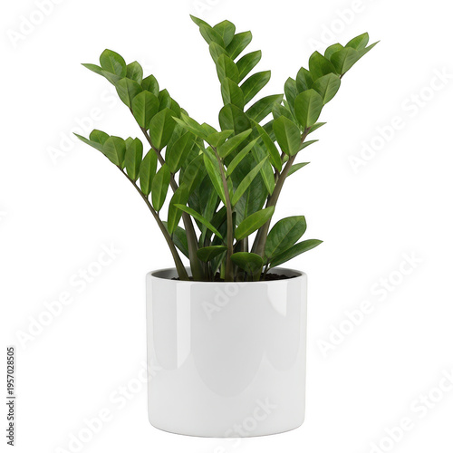 A small potted plant with green leaves isolated on transparent background