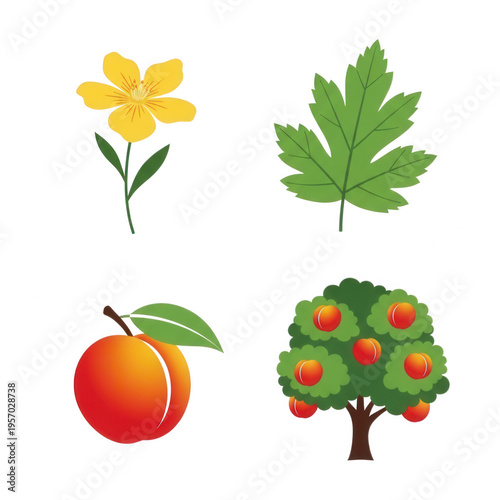 A set of icons featuring a flower, leaf, peach and peach tree isolated on transparent background