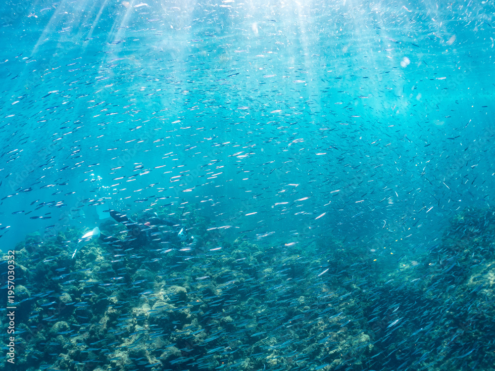Fototapeta premium キビナゴ, ニシン科, 英名学名：Silver-Stripe Round Herrings, Spratelloides gracilis, Sardine Tornado, 他。 ヒリゾ浜南伊豆町中木 静岡県伊豆半島-2025 日本有数のシュノーケリングスポット。 夏の数カ月間だけ渡し船で行ける。 水質透明度魚影が素晴らしい。 