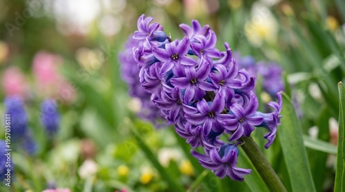 Group of Purple Hyacinths Growing in the Flowerbed